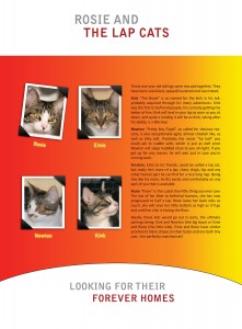 Kitty Poster Kitty Poster